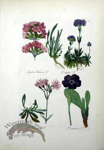 Deutschlands Flora 22